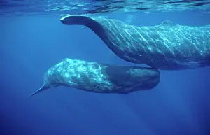 Physeter: Sperm whale - Calf swimming under mother's tail