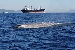 Gilbraltar: Sperm Whale - with cargo ship in background