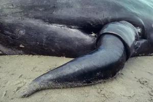 Penis: Sperm Whale - close-up of penis