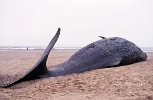 Carcass: SPERM WHALE - dead, on beach