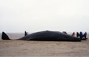 Carcass: SPERM WHALE - dead on beach after becoming beached