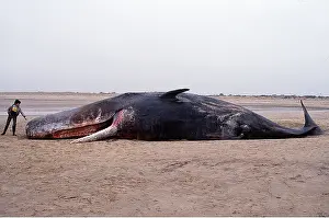 Carcass: SPERM WHALE - dead on beach, after becoming beached