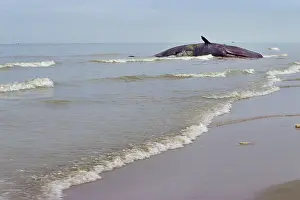 Cetaceans: Sperm Whale - dead specimen on the beach