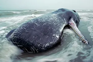 Cetaceans: Sperm Whale - dead specimen on the beach
