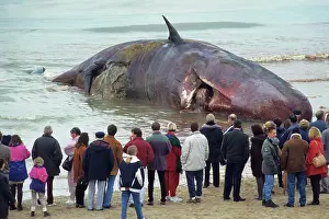 Spectator: Sperm Whale - dead specimen on the beach - with onlookers