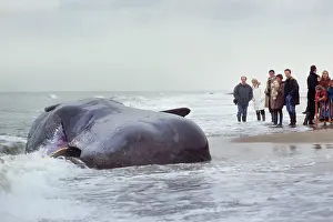 Spectator: Sperm Whale - dead specimen on the beach - with onlookers