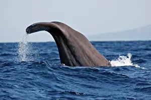 Gilbraltar: Sperm Whale - diving