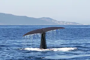 Gilbraltar: Sperm Whale - diving