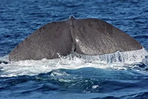 Gilbraltar: Sperm Whale - diving