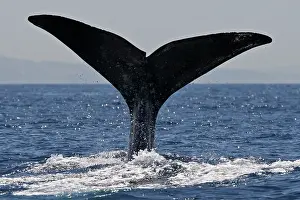 Gilbraltar: Sperm Whale - diving