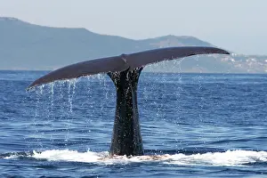 Gilbraltar: Sperm Whale - diving
