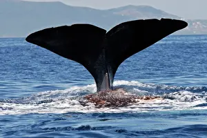 Gilbraltar: Sperm Whale - diving