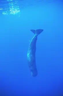 Physeter: Sperm Whale - diving