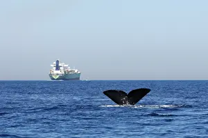 Encroachment: Sperm Whale - diving with cargo ship in background