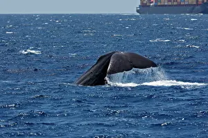 Gilbraltar: Sperm Whale - diving with cargo ship in background