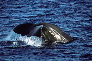 Physeter: Sperm whale - flukes