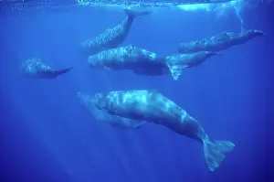 Physeter: Sperm whale - Group of females and young