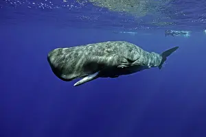 Sperm: Sperm whale, Physeter macrocephalus, opening the