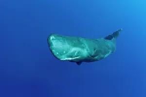 Sperm: Sperm whale, Physeter macrocephalus, Vulnerable