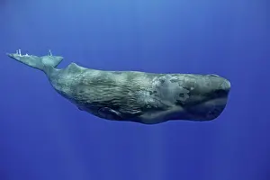 Sperm: Sperm whale, Physeter macrocephalus, Vulnerable