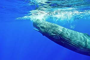 Sperm: Sperm whale, Physeter macrocephalus, Vulnerable