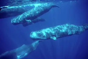 Physeter: Sperm whale - pod underwater