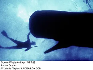 Physeter: Sperm WHALE - with scuba diver