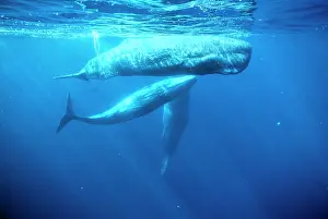 Physeter: Sperm whale - Social group adult and juveniles