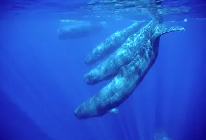 Macrocephalus: Sperm whale - Social group, females and juveniles