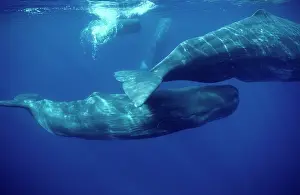 Physeter: Sperm whale - Social group of females and youngs