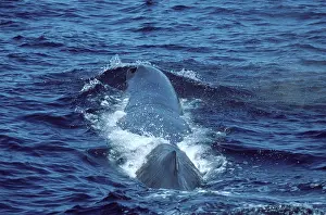 Physeter: SPERM WHALE - AT SURFACE