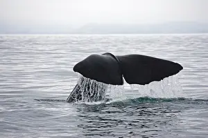 Dives: Sperm Whale - tail fluke shedding water droplets