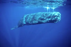 Sperm Whale - Underwater