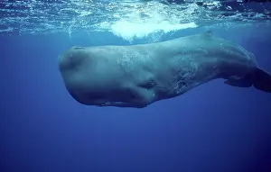 Physeter: Sperm Whale - underwater