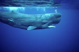 Physeter: Sperm Whale - underwater