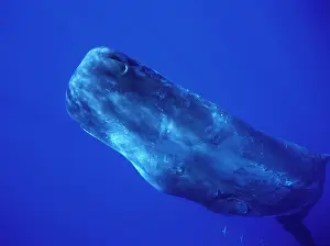 Physeter: Sperm Whale - Underwater