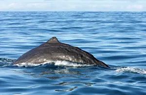 Physeter: Sperm whale - The whale is arching its back before diving