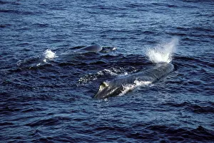 Spouting: SPERM WHALES - TWO BLOWING
