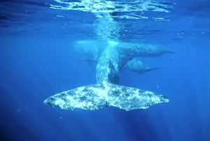 Marks: Sperm Whales - Killer Whale / Orca tooth marks on tail