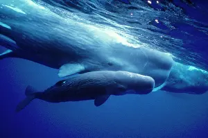 Daughter: SPERM WHALES - Mother, daughter support new calf