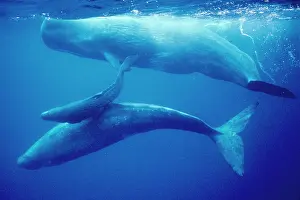 Catodon: SPERM WHALES - Mother, daughters & new calf