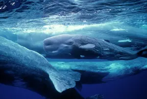 Catodon: SPERM WHALES - Mother, daughters & new calf