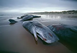 1998: Sperm whales (Physeter catodon) stranded, early