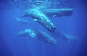 Physeter: SPERM WHALES - POD UNDERWATER