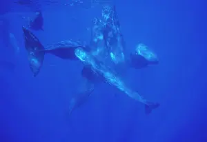 Physeter: Sperm Whales - Social group of females, juveniles, calves