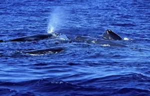 Spouting: Sperm Whales - Social group of females, juveniles