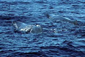 Physeter: SPERM WHALES - two at surface