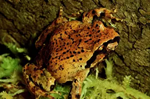 Sphagnum: Sphagnum frog - a small frog with restricted distribution