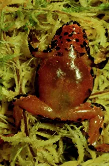 Sphagnum: Sphagnum frog - underside. Small frog with restricted