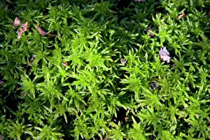 Sphagnum: Sphagnum Moss - Close up of specimen growing in a bog